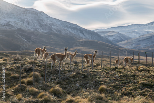 Photography A herd of wild guanacos standing on a grassy, rocky hillside in the Patagonian s