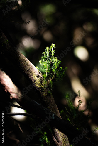 A tiny, bright green pine sapling sprouting directly from a dark tree mossy branch, highlighted by a dramatic spotlight of natural sun light.