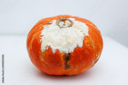Obraz na plátně Side view of moldy pumpkin demonstrating decay from improper food storage