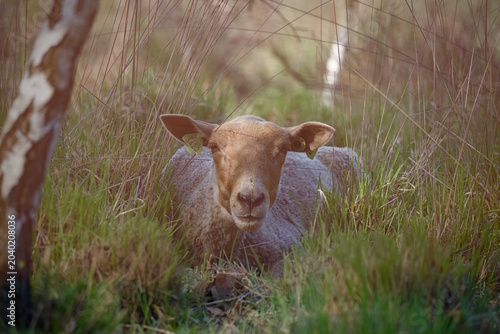 goat laying in a field