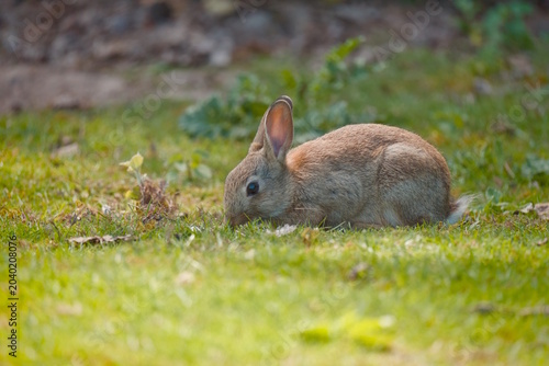 rabbit in the grass