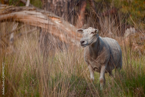 goat in a wild environment