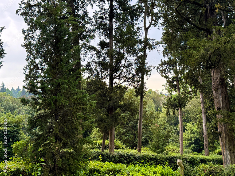 Fototapeta premium Aesthetic Tree Landscape Photo