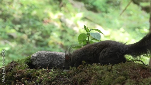 Red Squirrel Drinking Water in the Lombard Orobie Alps, Italy