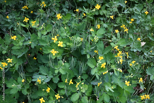 Blooming greater celandine herbs with bright yellow blossoms on a green lawn
