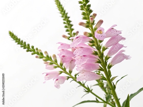Physostegia – Pink physostegia obedient plant tubular blossoms on tall spike, isolated on white background