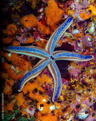 starfish in the sea