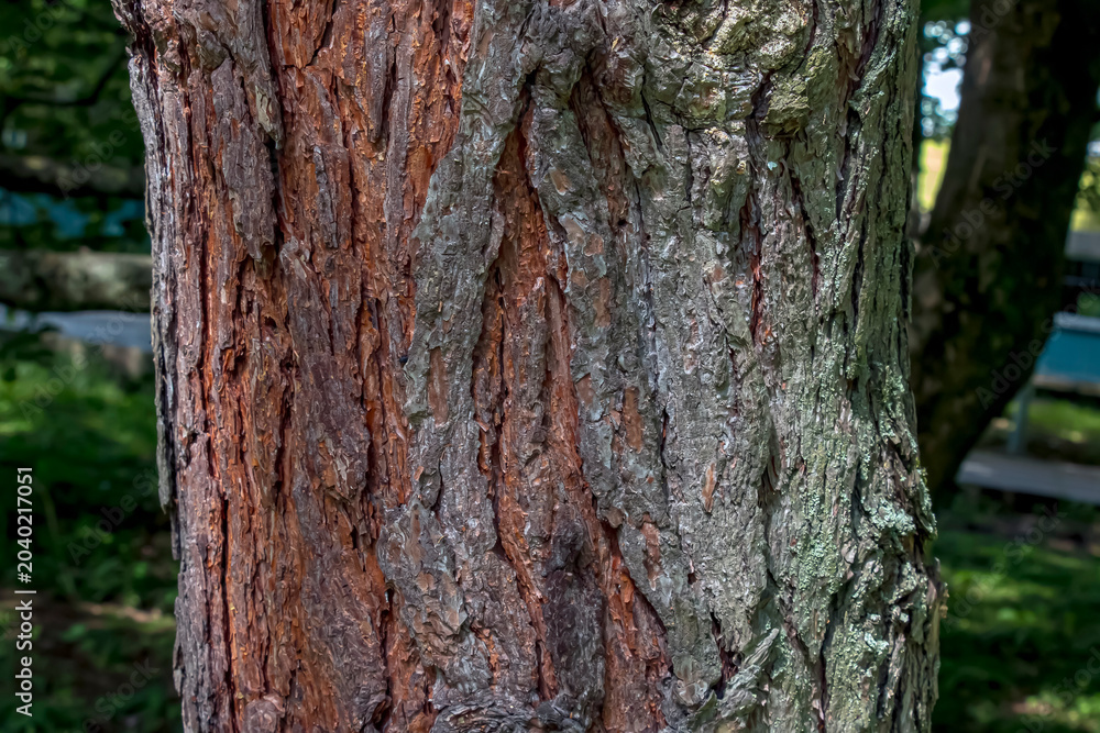 Obraz premium Scots pine trunk bark detail with vertical orange-brown plates