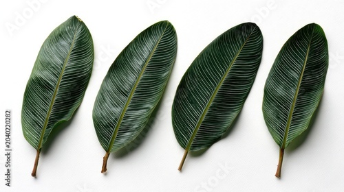 Four Dark Green Rubber Plant Leaves on a White Background.