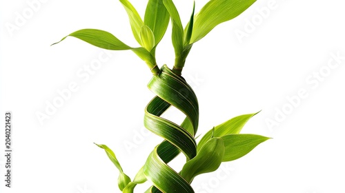 Twisted Lucky Bamboo Plant Stalk with Green Leaves Isolated on White.