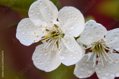 Tableau sur toile cherry blossom close up