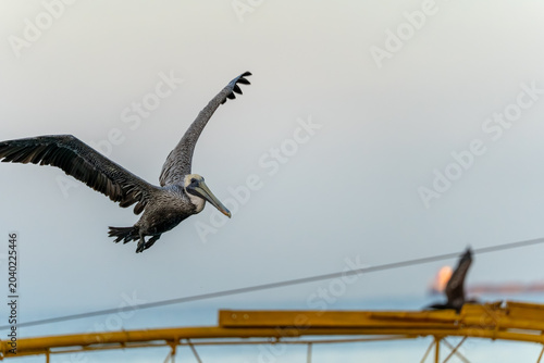 Slika na platnu Brown pelican gliding over harbor at sunset