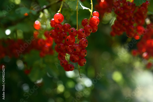 Close-up of ripe red currants hanging on a bush branch in the garden
