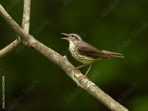 Bird on Branch Waterthrush