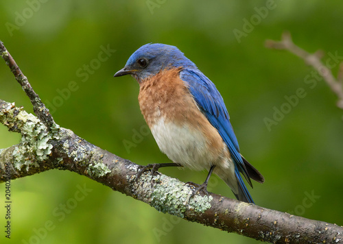 Bluebird