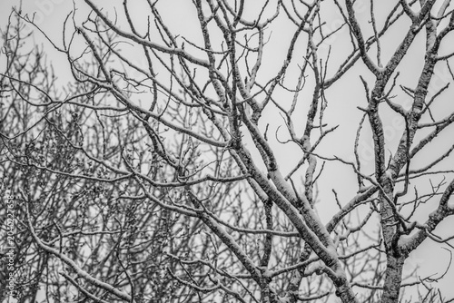 Barren tree branches covered with snow in the calm of the winter forest. Vermont, USA.