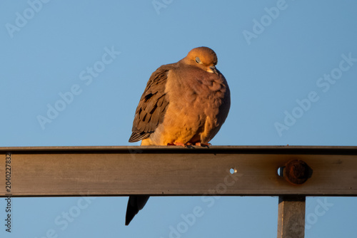 The too early in the morning mourning dove.