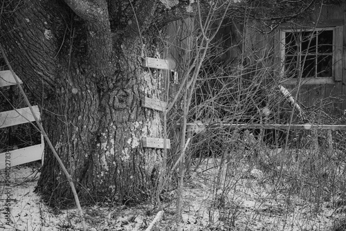 A large tree by an old abandoned house was once the center of childhood play long long ago.