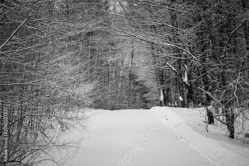 A snow-covered drive descends down through the still trees.