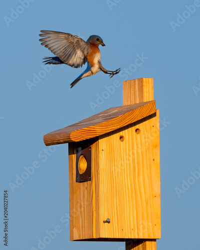 A male bluebird lands atop a birdhouse with food for the nestlings.