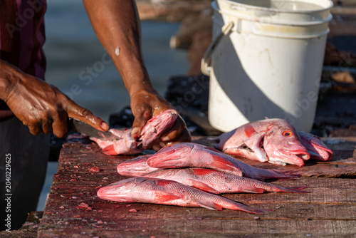Obraz na plátně Fishmonger filleting fresh snapper at Caribbean fishing harbor