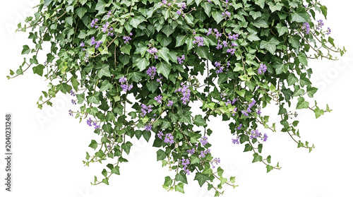 Lush Green Ivy Vine with Purple Flowers Isolated on White Background