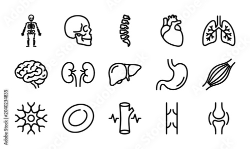 Photos Human Anatomy Icons Set: Medical Organs, Skeletal System, Brain, Heart, Lungs, K