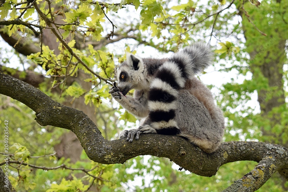 Obraz premium Ring-Tailed Lemur Feeding While Perched on a Tree Branch