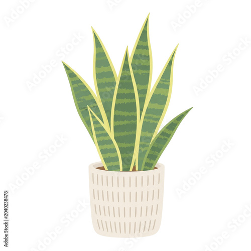 サンスベリアの観葉植物イラスト