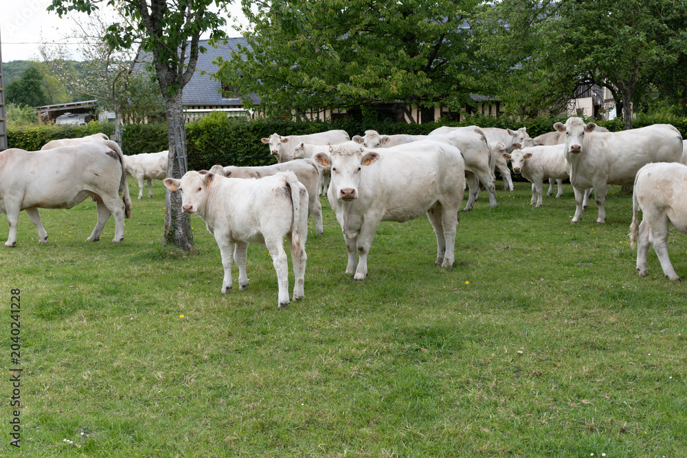 Fototapeta premium Dairy cows graze among apple trees in Normandy orchard, producing milk for camembert, livarot, pont leveque cheese and cider in this picturesque traditional farm landscape