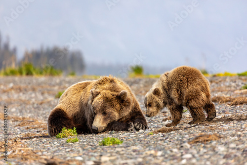 Schilderij op canvas Mother grizzly bear, Ursus arctos horribilis, and baby cub resting along the ban