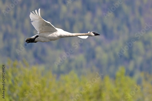 A migratory Trumpeter Swan (Cygnus buccinator) flies gracefully over Reflections Lake, Alaska.