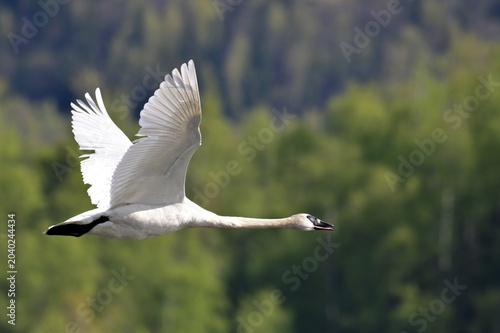 A migratory Trumpeter Swan (Cygnus buccinator) flies gracefully over Reflections Lake, Alaska.