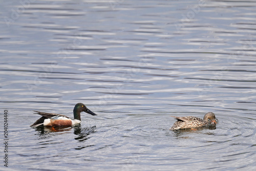 A pair of migratory Northern Shovelers (Spatula clypeata) dabble for food in Reflections Lake, Alaska.