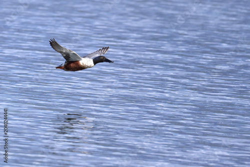 A migratory Northern Shoveler (Spatula clypeata) drake flies low over Reflections Lake, Alaska.