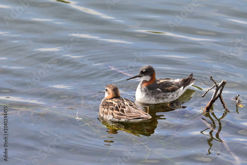 A pair of migratory Red-necked Phalaropes (Phalaropus lobatus) swim in Reflections Lake, Alaska.