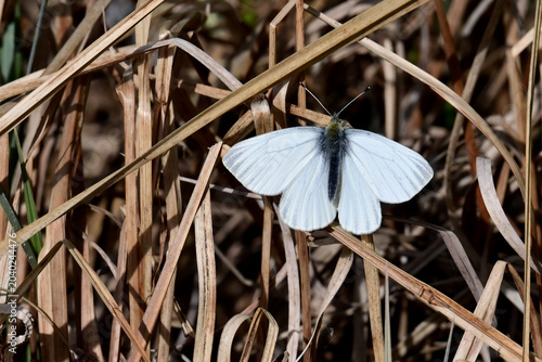 A Margined White butterfly (Pieris marginalis) rests in dry grass along Reflections Lake, Alaska.