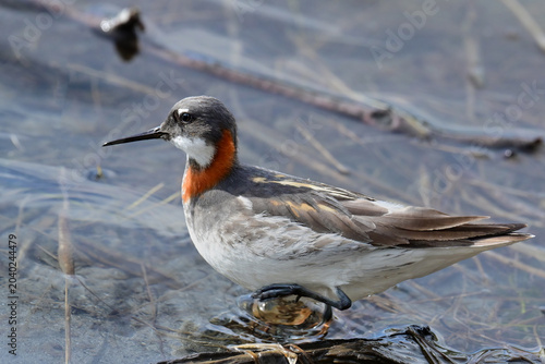 A migratory female Red-necked Phalarope (Phalaropus lobatus) searches for food on the shore of Reflections Lake, Alaska. Unlike most birds, female Pharalopes are the more colorful gender.