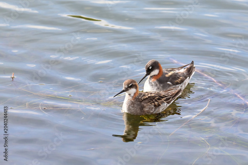 A pair of migratory Red-necked Phalaropes (Phalaropus lobatus) swim in Reflections Lake, Alaska.