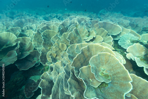 Schilderij op canvas A large colony of Plate Coral (Turbinaria reniformis) thrives in clear blue ocean waters