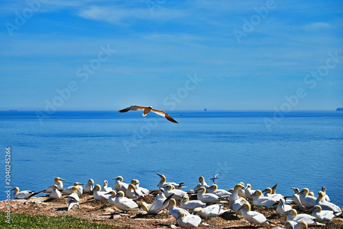 Photography Flock of Northern gannet (latin name: Morus bassanus) nesting on a coastal cliff