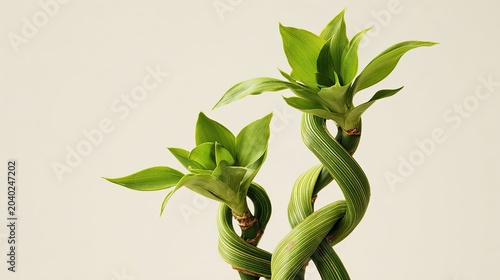 Two Twisted Green Bamboo Stalks Growing Together Symbolizing Growth and Connection.