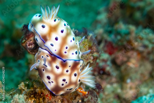 Foto Nudibranchs mating on a coral reef.