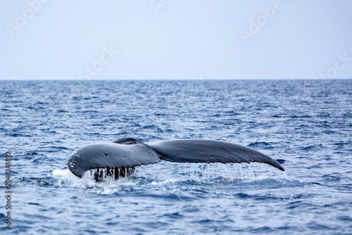A humpback whale (Megaptera novaeangliae) fluke surfaces from the ocean.