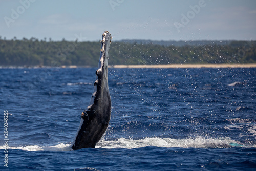 Fotografie A humpback whale (Megaptera novaeangliae) breaches in the ocean, showing its pectoral fin