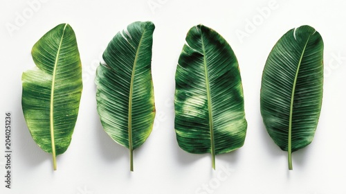 Four Green Banana Leaves Arranged on a White Background.