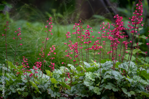 Pink Heuchera Coral Bells Rising Above Silver Foliage in Garden