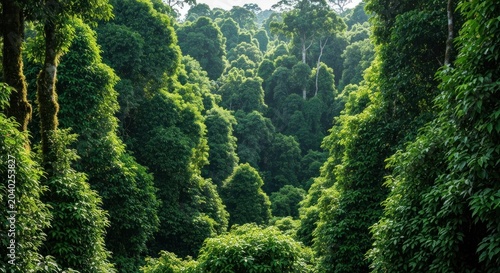 Lush green rainforest canopy, a vibrant tapestry of life and natures beauty.