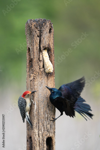 Red-Bellied Woodpecker and Grackle Competing for Suet at Wooden Post