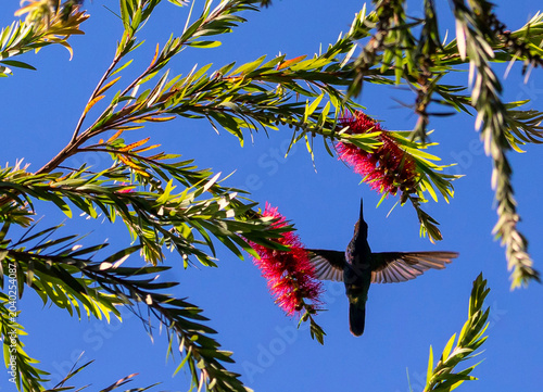 Fotografie Hummingbirds of Ecuador